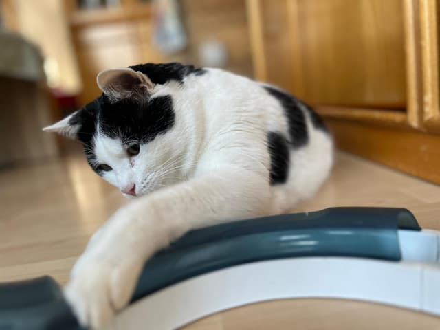 Chico