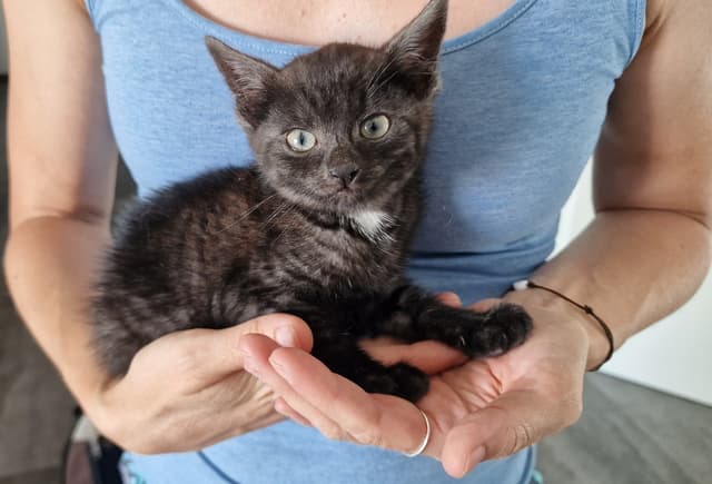 Kitten auf der Hand