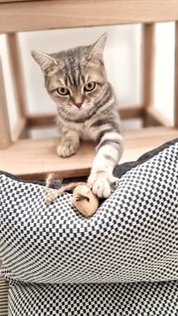 Katze bei der Basisbetreuung