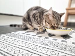 Katze bei der Kurzbetreuung