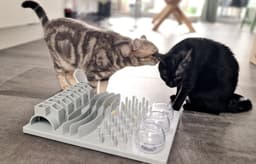 Katze bei der Premiumbetreuung
